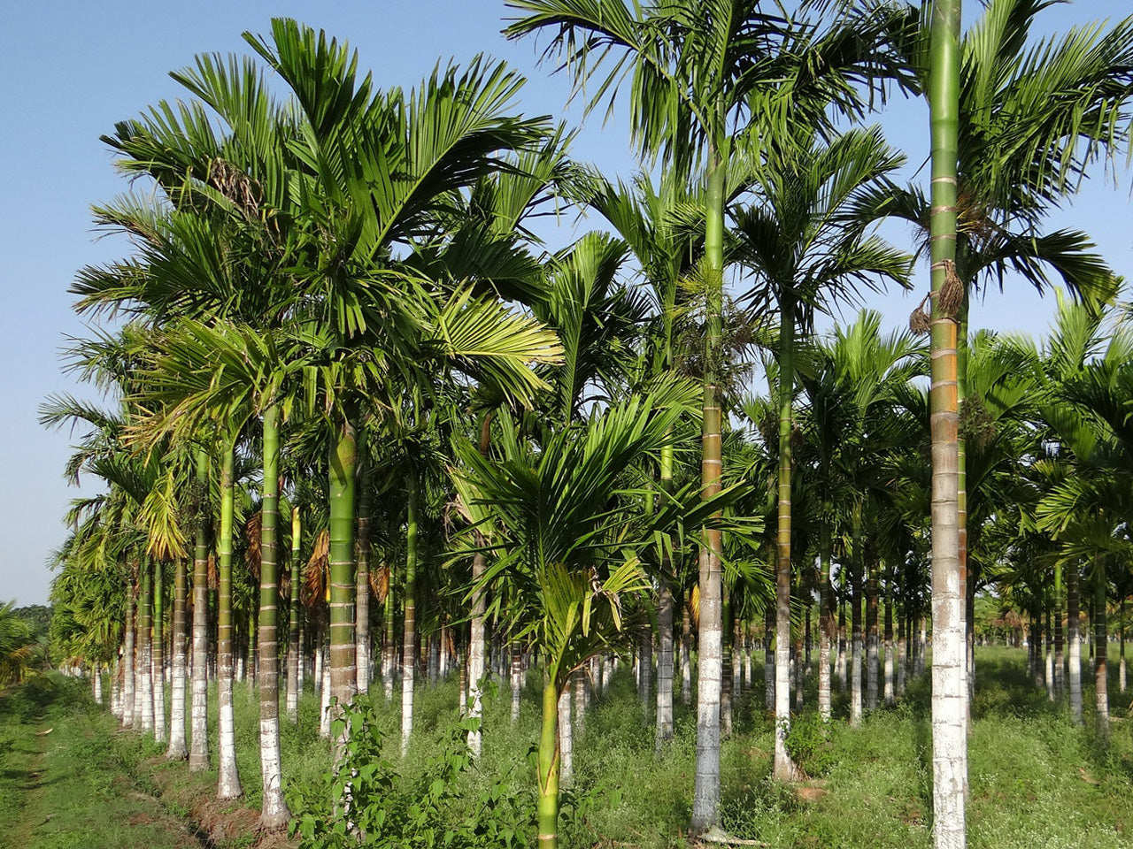 Grove of palm trees