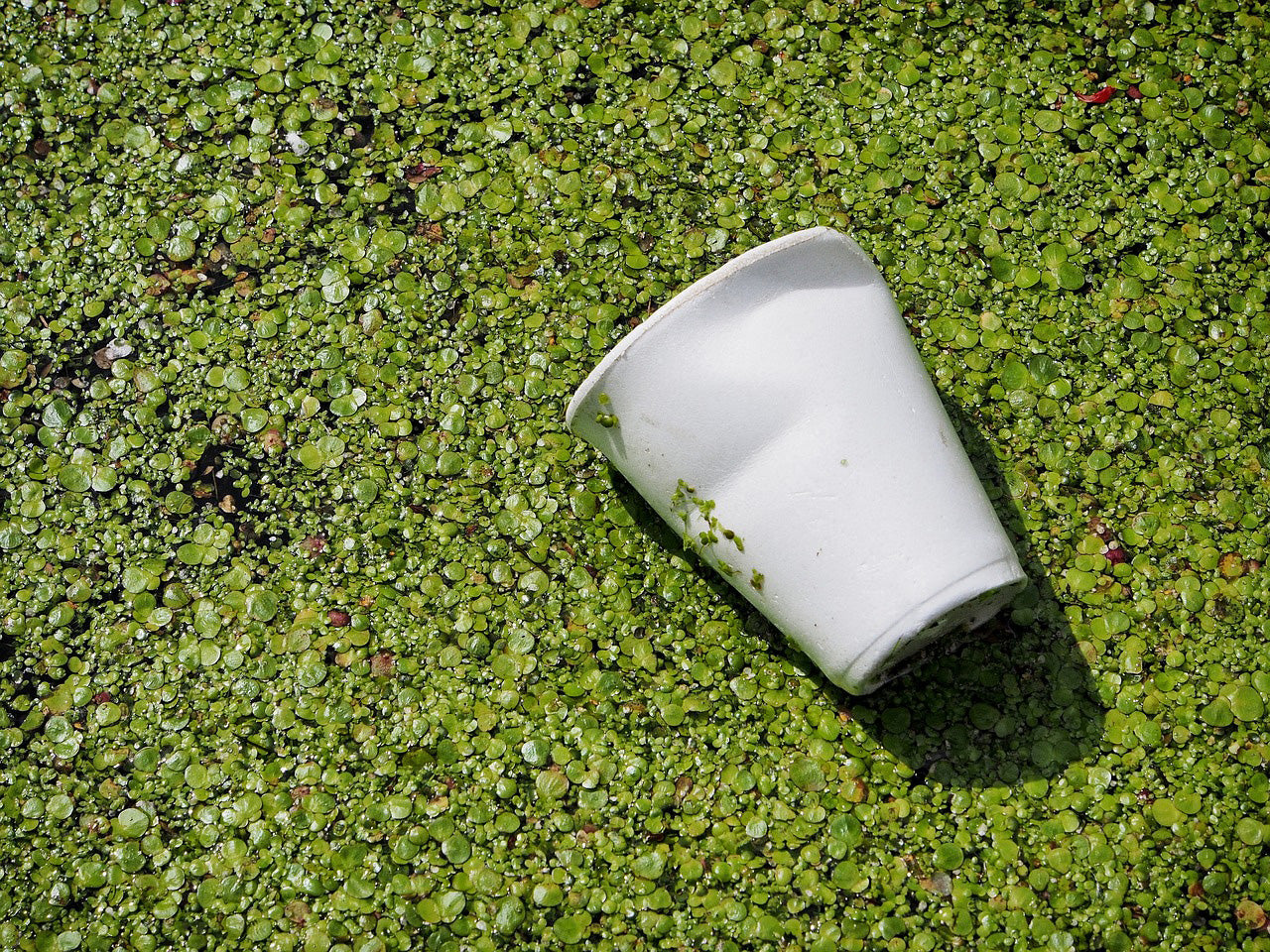 Discarded styrofoam cup